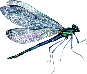 small-painted-dragonfly.jpg