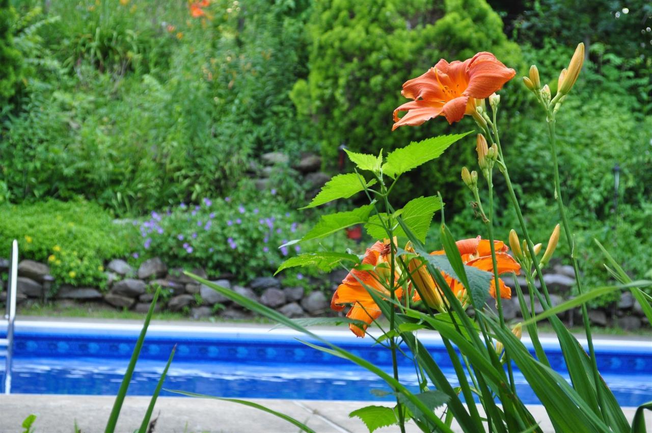 orange-flowers-near-pool