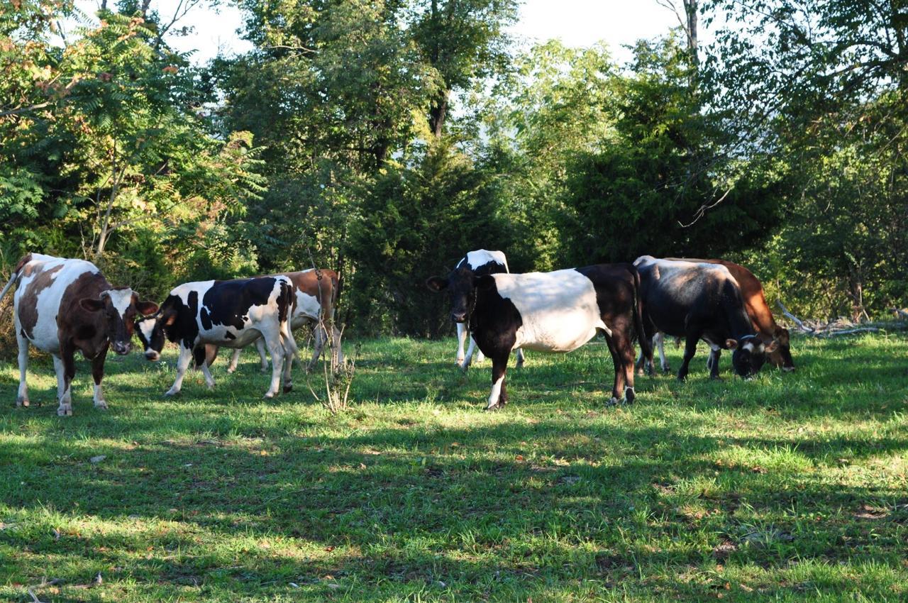 cows-grazing-on-grass.jpg